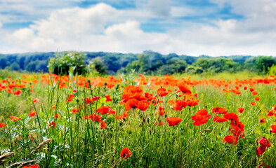 field with red poppies in front of a forest under a blue sky with white clouds