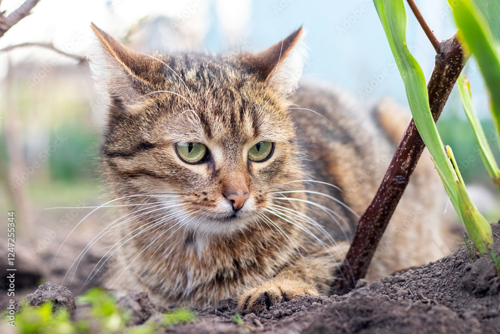 Canvas Prints brown tabby cat sitting in the garden in spring among green plants