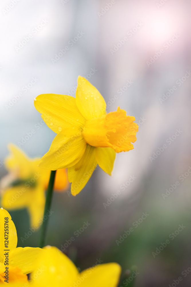 Canvas Prints yellow daffodils in the garden