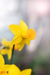 yellow daffodils in the garden