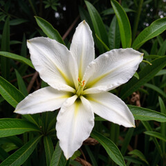 Fototapeta premium Delicate white lily in bloom, elegance and purity in nature