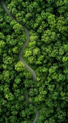 Aerial view of a winding road through a dense forest, top-down perspective
