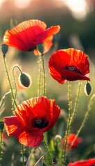 Fototapeta premium Vibrant Red Poppies Blooming in a Sunny Meadow for Nature Wallpaper or Poster Design