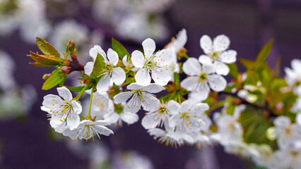cherry blossom, cherry branch with white flowers in the garden on a tree on a sunny day