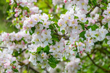 apple tree blossoming apple tree branch with flowers in the garden