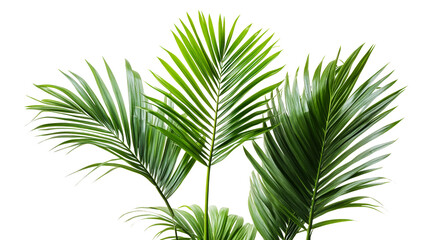 Obraz premium Lush green palm leaves nature botanical isolated on transparent background