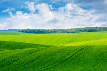 field covered with green grass near the forest and blue picturesque sky with white clouds on a sunny day
