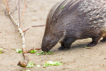 A lone porcupine in its natural habitat. A detailed close-up of its quills and fur highlights its unique appearance, reminding us of the importance of preserving rare wildlife.