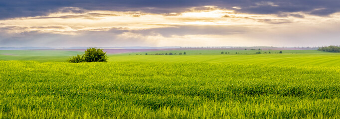 Fototapeta premium spring landscape: wide open field with green grass and picturesque sky during sunset