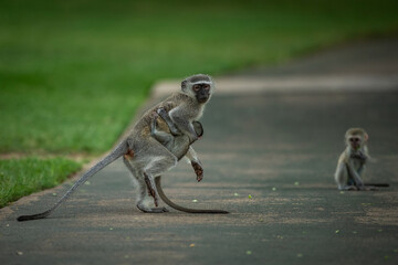 A vervet monkey mother holds her infant