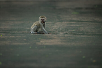 Obraz premium A baby vervet monkey sitting on a path