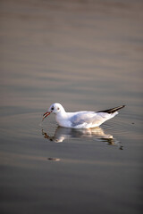 seagull on the beach