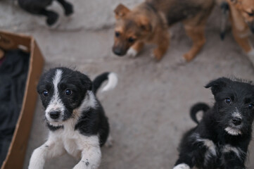 Stray mongrel puppies in a shelter.
