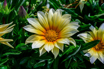 Blooming Gazania rigens. Zany Sunny-Side.