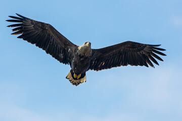 The white-tailed eagle (Haliaeetus albicilla)