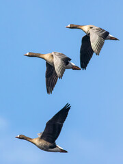 The greater white-fronted goose (Anser albifrons)