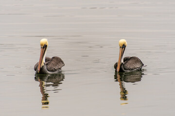 Pelican Twins