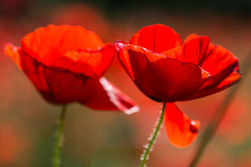 Fototapeta premium Amapola silvestre (Papaver rhoeas)