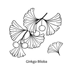 Obraz premium Ginkgo Biloba. A branch with leaves and berries of Ginkgo Biloba. Vector illustration of a medicinal plant with an inscription. Handmade drawing with a black pen isolated on a white background.