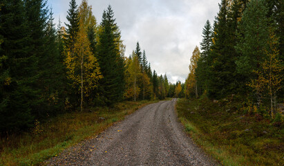 Fototapeta premium Winding Gravel Road Through Dense Autumn Forest with Golden Birch and Evergreen Trees