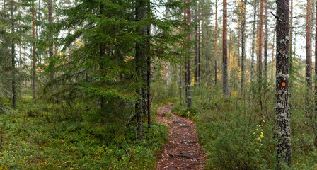Narrow Forest Trail Winding Through Dense Woodland Marked with Hiking Path Symbol on Tree
