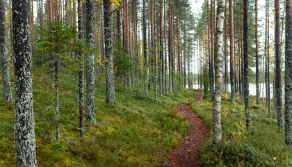 Narrow Hiking Trail Winding Through Lush Pine and Birch Forest Alongside Scenic Lakeshore