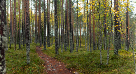 Scenic Forest Trail Winding Through Tall Pine and Birch Trees with Golden Autumn Leaves