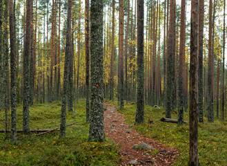 Marked Hiking Trail Winding Through Tall Pine Forest with Golden Autumn Foliage