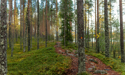Marked Rocky Hiking Trail Through Dense Pine Forest with Autumn Foliage and Mossy Lingonberries Ground
