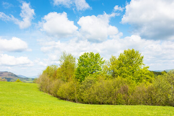 mountain meadow in forenoon light. outdoor adventure. countryside springtime landscape with forest on the grassy hill. fluffy clouds on a blue sky. nature freshness concept. sunny morning