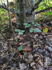 The mushroom Boletus erythropus cleverly hides in fallen leaves