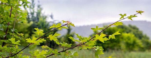 summer landscape with green leaves on a maple branch with a view of the mountains in cloudy weather