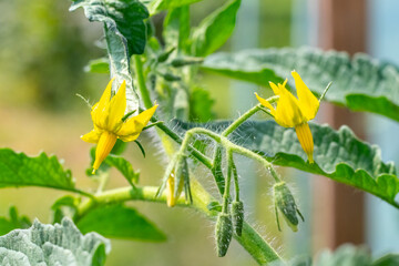 Tomato bush with yellow flowers in the garden