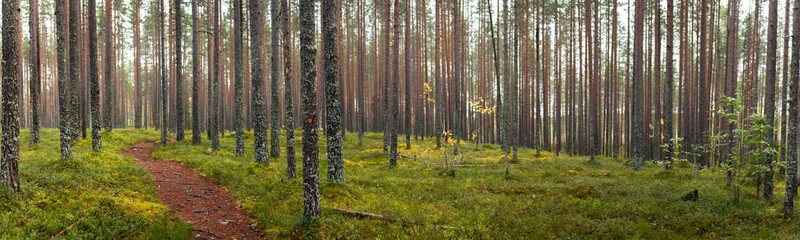Panoramatic scenic boreal forest trail winding through towering pine trees and lush green mossy landscape