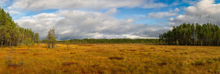 Golden autumn peatland with scattered trees surrounded by dense boreal forest under dramatic blue cloudy sky