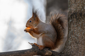 Eurasian red squirrel sitting on tree branches