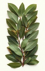 Fototapeta premium Fresh Bay Leaf Arrangement for Peaceful and Natural Backgrounds