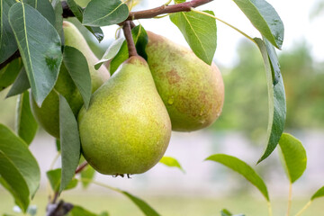 Ripe pears on a tree in the garden in sunny weather