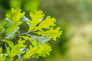 oak branch with green leaves in the forest on a blurred background