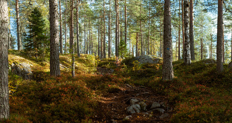 Sunlit forest path winding through dense pine and birch trees with autumn foliage creating vibrant woodland scenery