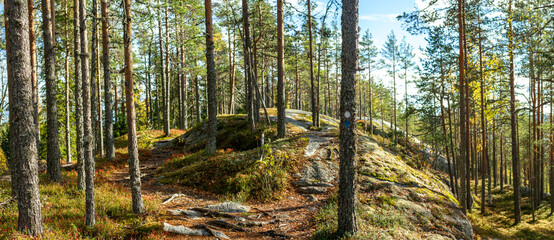 Scenic forest trail winding through rocky terrain surrounded by tall pine trees bathed in golden autumn sunlight