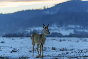A small, lonely deer walking through the remnants of spring snow