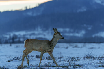 A small, lonely deer walking through the remnants of spring snow