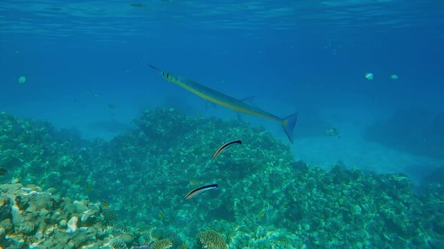 Red Sea Houndfish swims on a cleaning station over a coral reef beneath the surface of crystal clear turquoise water with two Bluestreak Cleaner Wrasse during calm weather, closeup