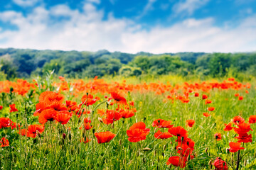 field with red poppies in front of a forest under a blue sky with white clouds