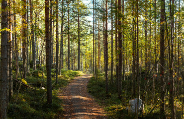 Scenic Sunlit Forest Path Winding Through Tall Autumn Trees with Golden Foliage in Finland’s Wilderness