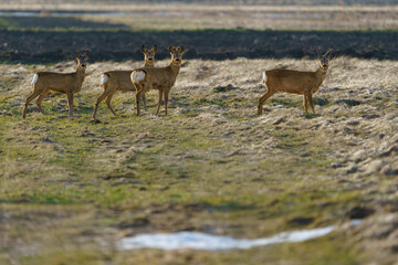 A group of deer wandering through spring meadows in search of fresh grass