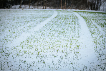 A serene winter landscape featuring a snow-covered field with faint tire tracks and patches of green grass emerging through the snow. The soft focus adds a dreamy atmosphere.