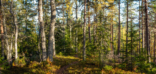 Sunlit Forest Path Winding Through Tall Pine and Birch Trees with Lush Undergrowth in Nordic Wilderness