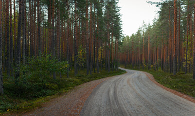 Fototapeta premium Winding Gravel Road Through Dense Pine Forest in Tranquil Nordic Wilderness with Lush Undergrowth